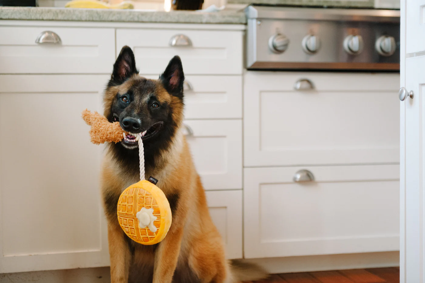 Barking Brunch Collection - Image 13