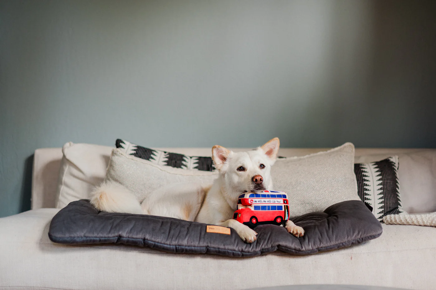 Canine Commute Collection - Image 8