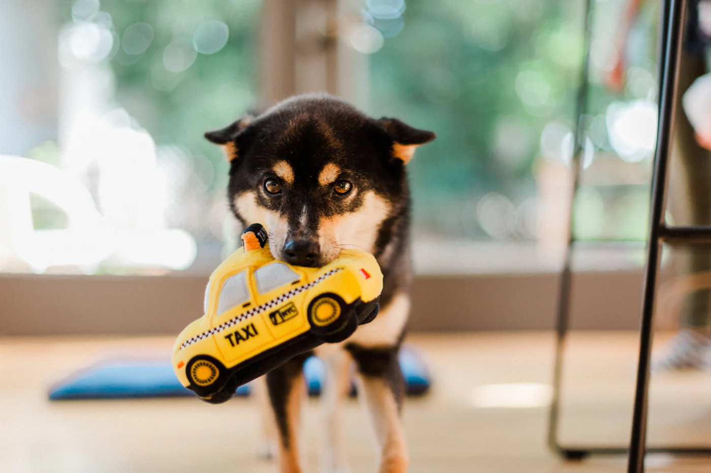 Canine Commute Collection - Image 4