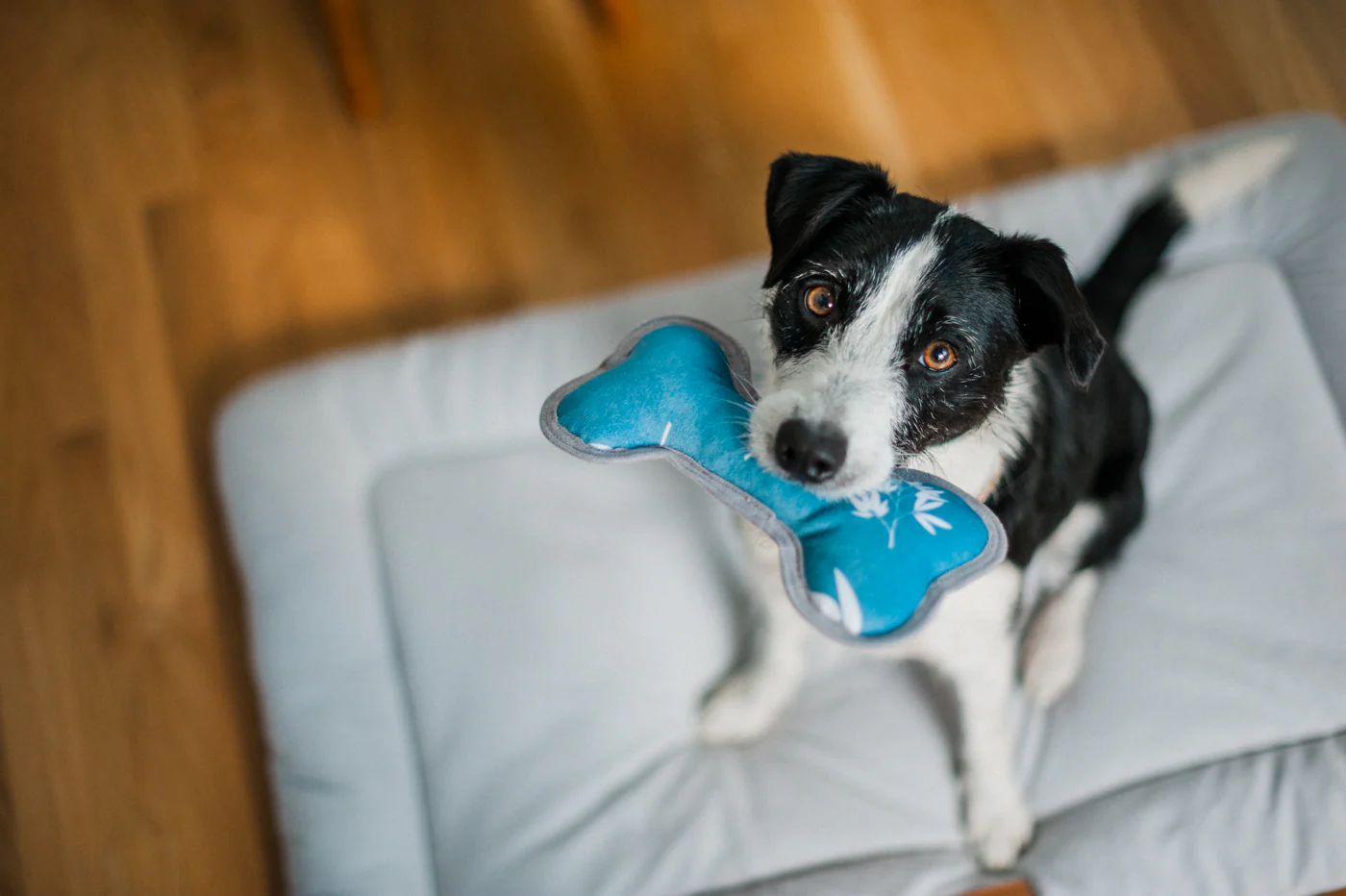 ECO PLAY Bone - Image 12