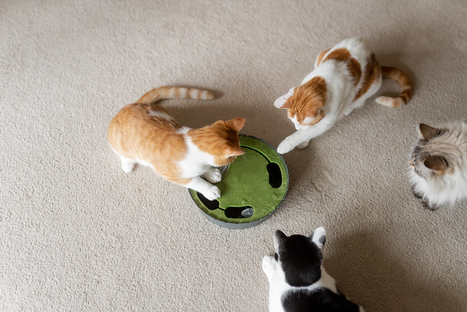 Feline Frenzy Peek-a-boo Mouse Interactive Cat Toy - Image 6