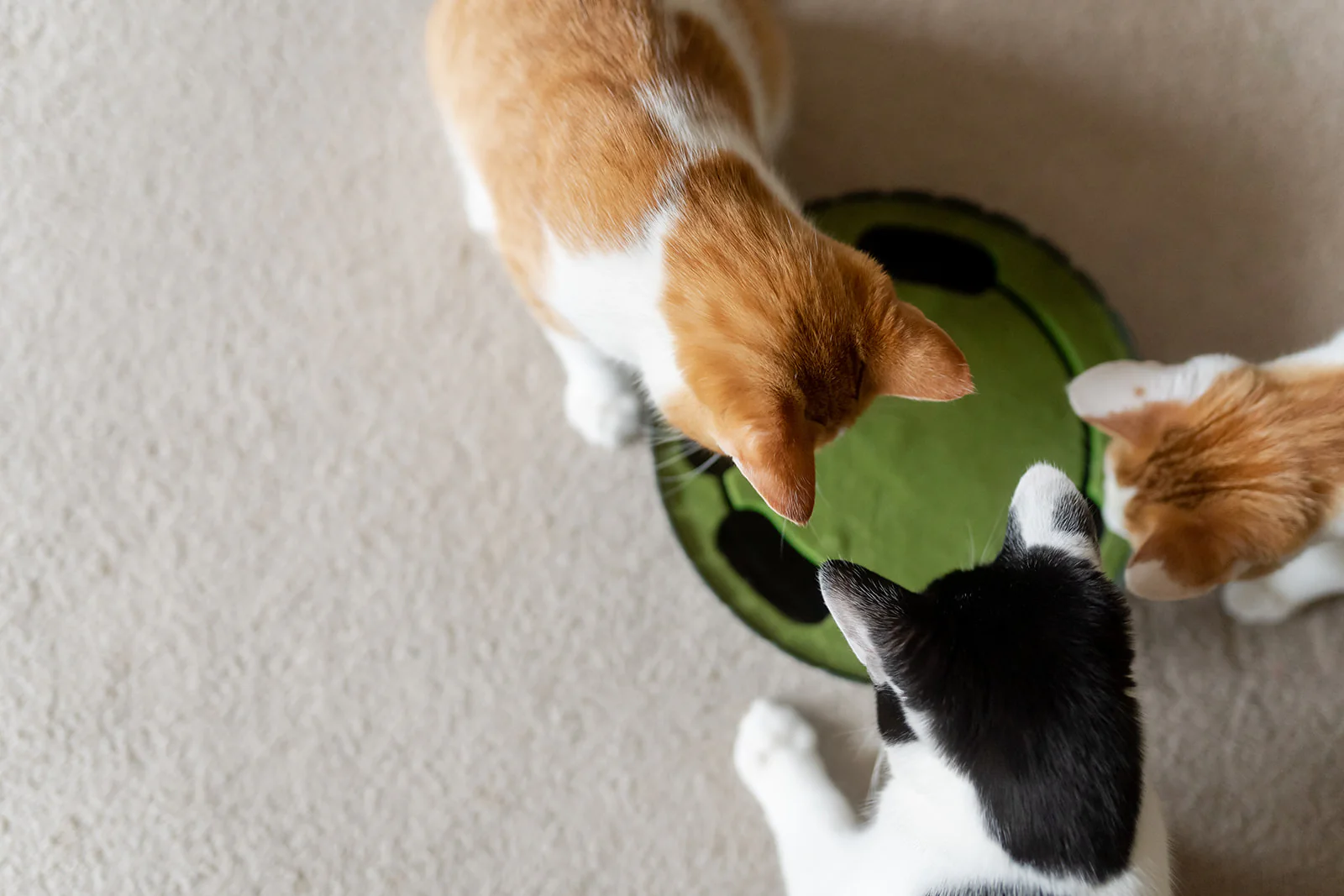 Feline Frenzy Peek-a-boo Mouse Interactive Cat Toy - Image 7