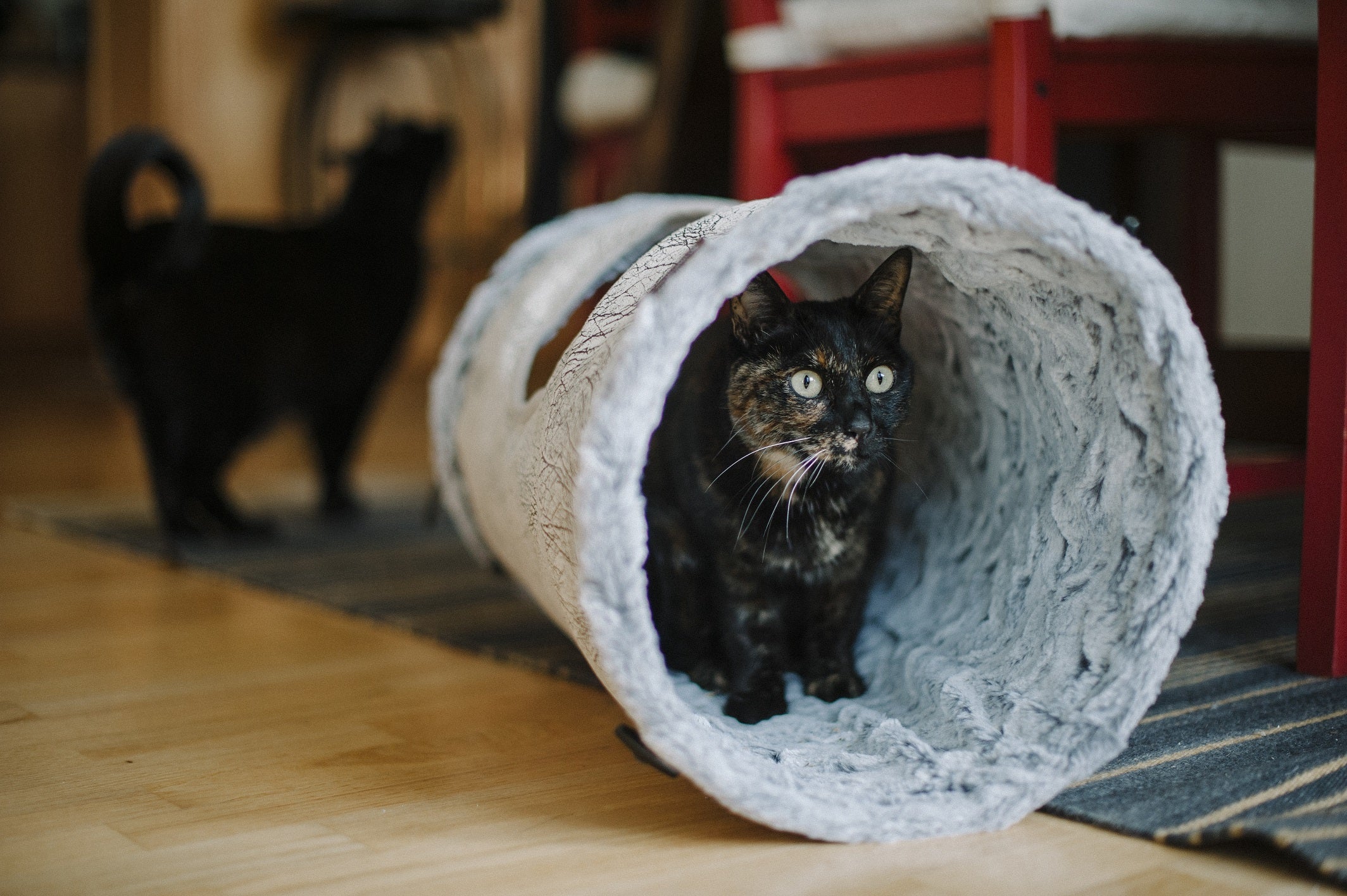 Feline Frenzy Purr & Pounce Cat Tunnel - Image 4