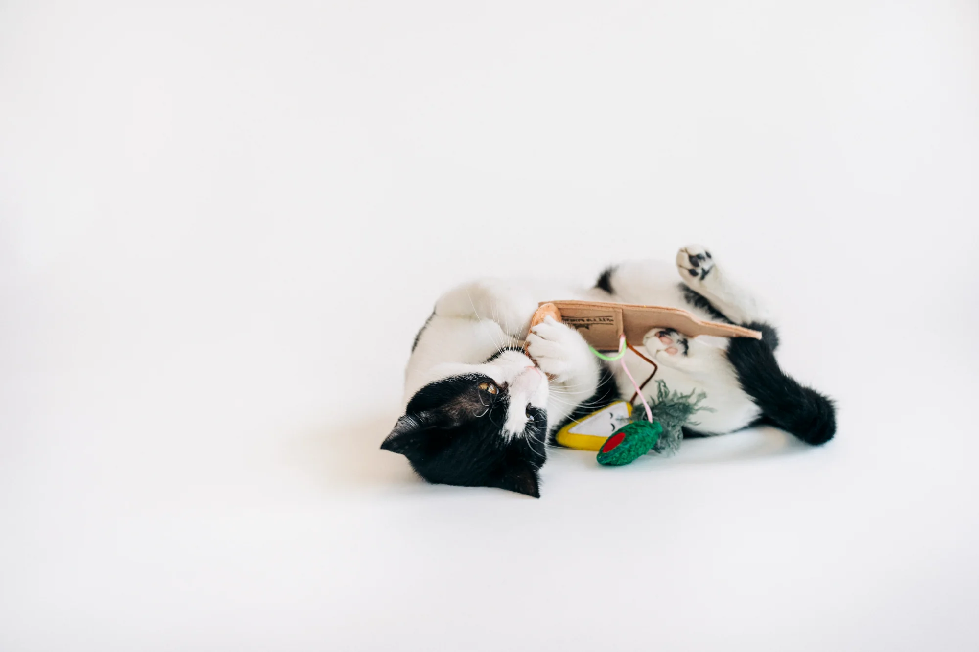 Feline Frenzy Purrfect Pairings - Image 4