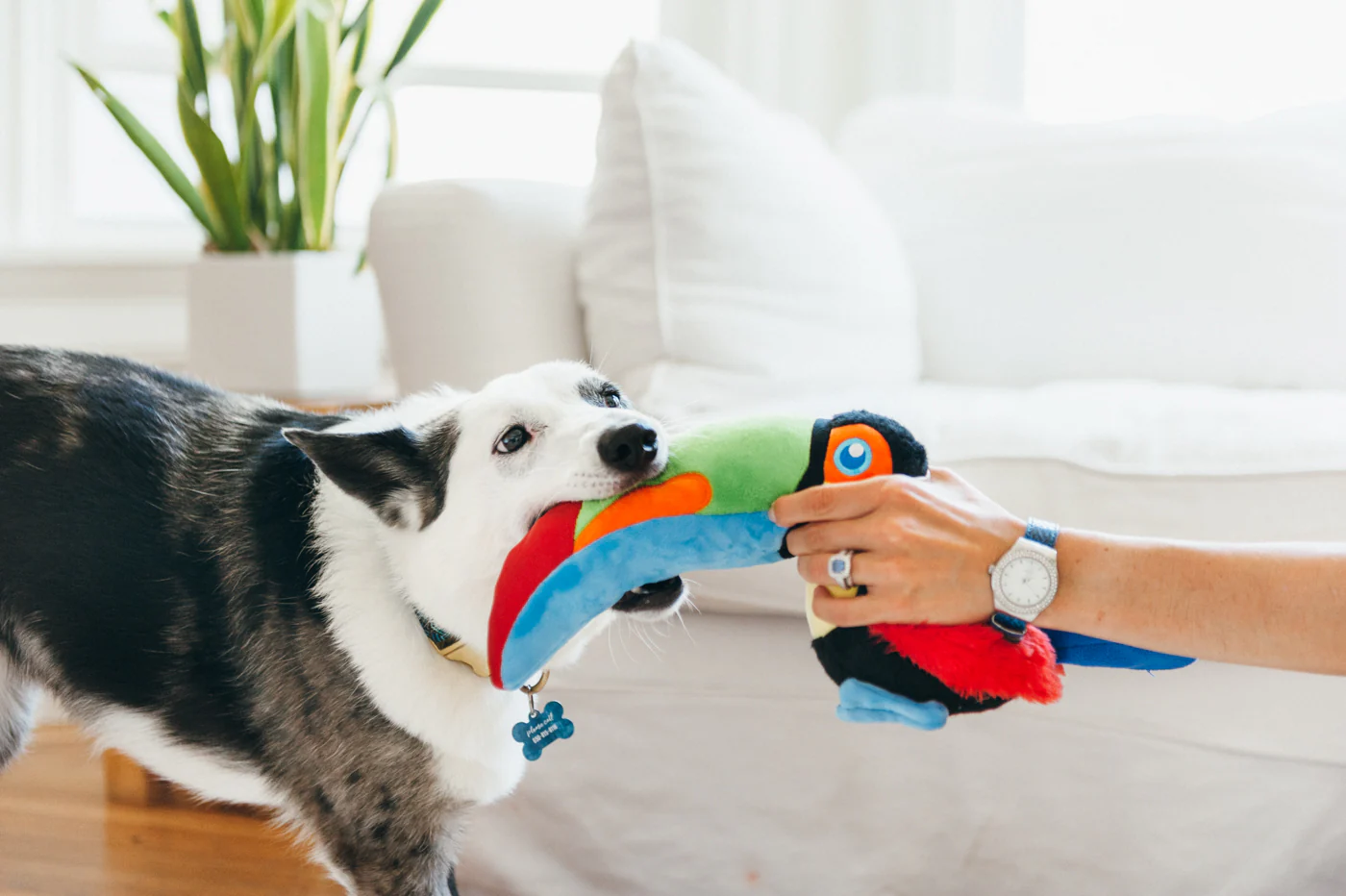 Fetching Flock Tito the Toucan - Image 3