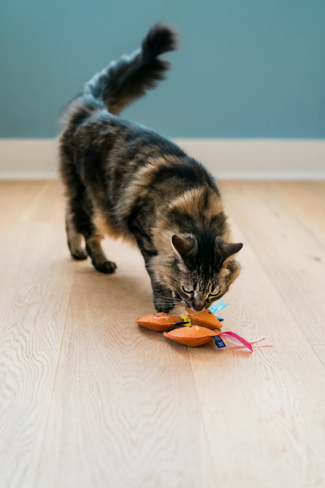 Fog City Pet x Feline Frenzy Fortune Whiskers - Image 3