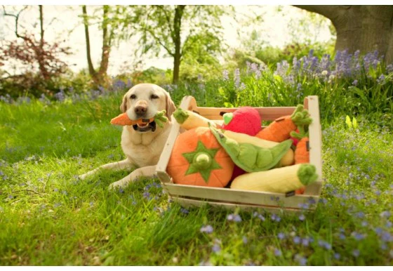 Garden Fresh Carrot - Image 3