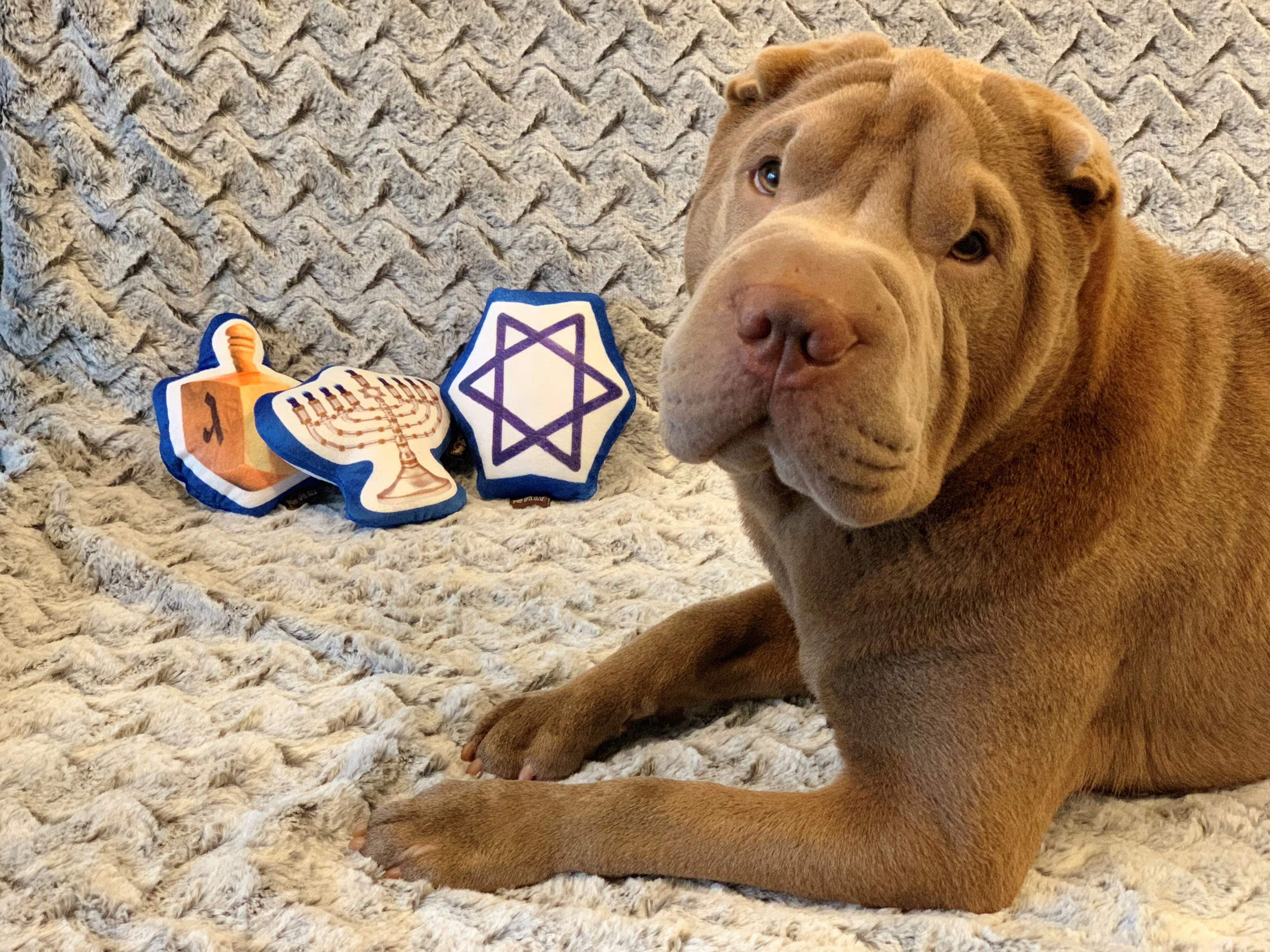 Hanukkah Dog Toys - Image 7