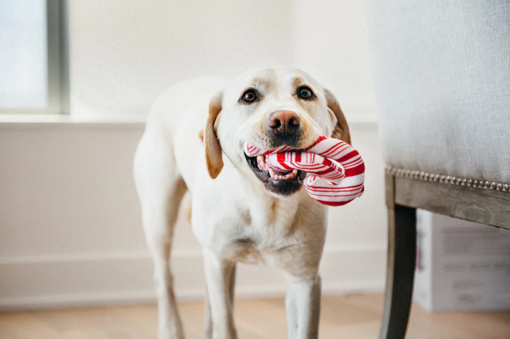 Holiday Classic Collection - Image 18