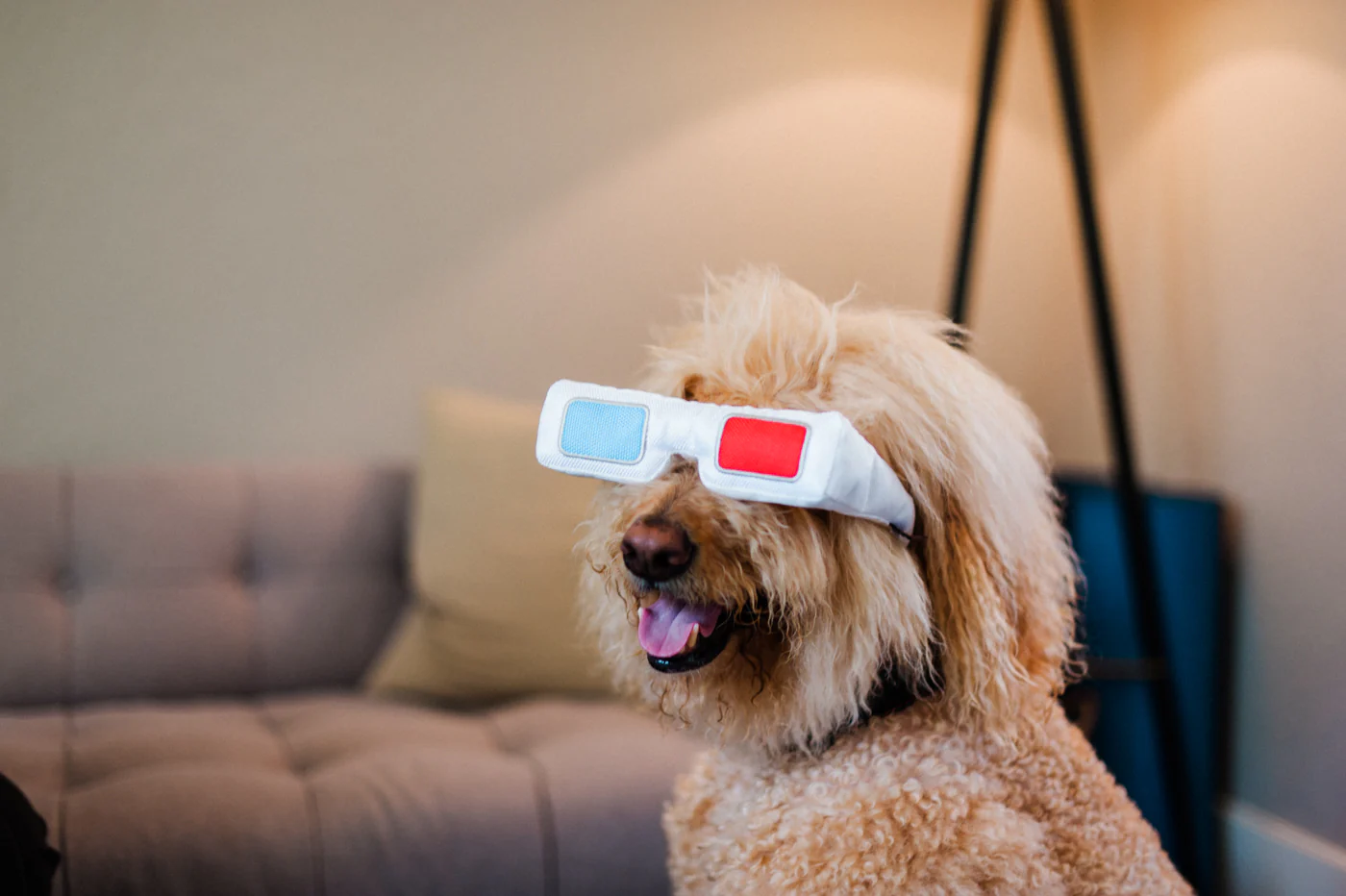 Hollywoof Cinema Collection - Image 11