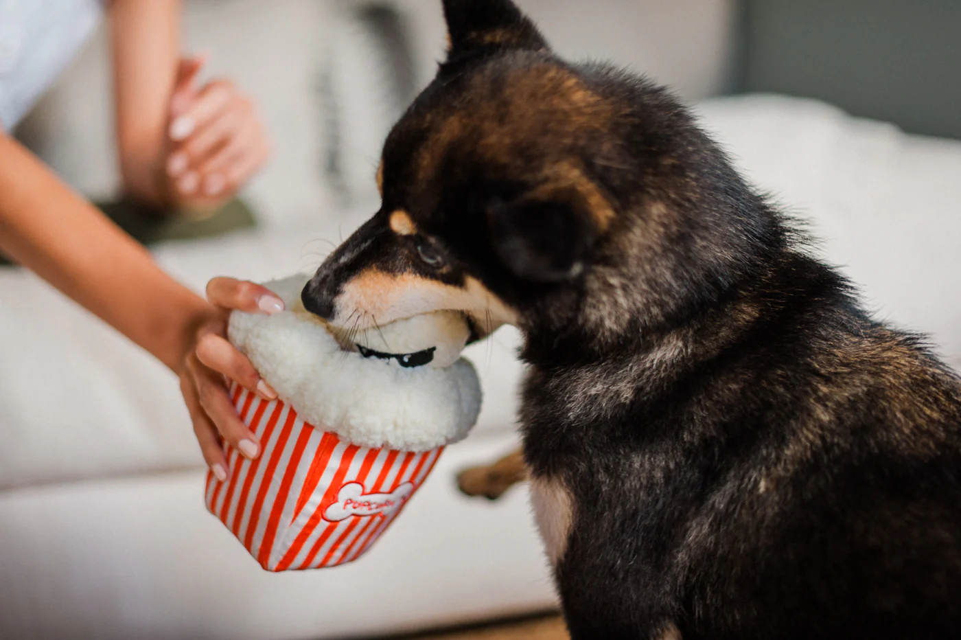Hollywoof Cinema Collection - Image 6