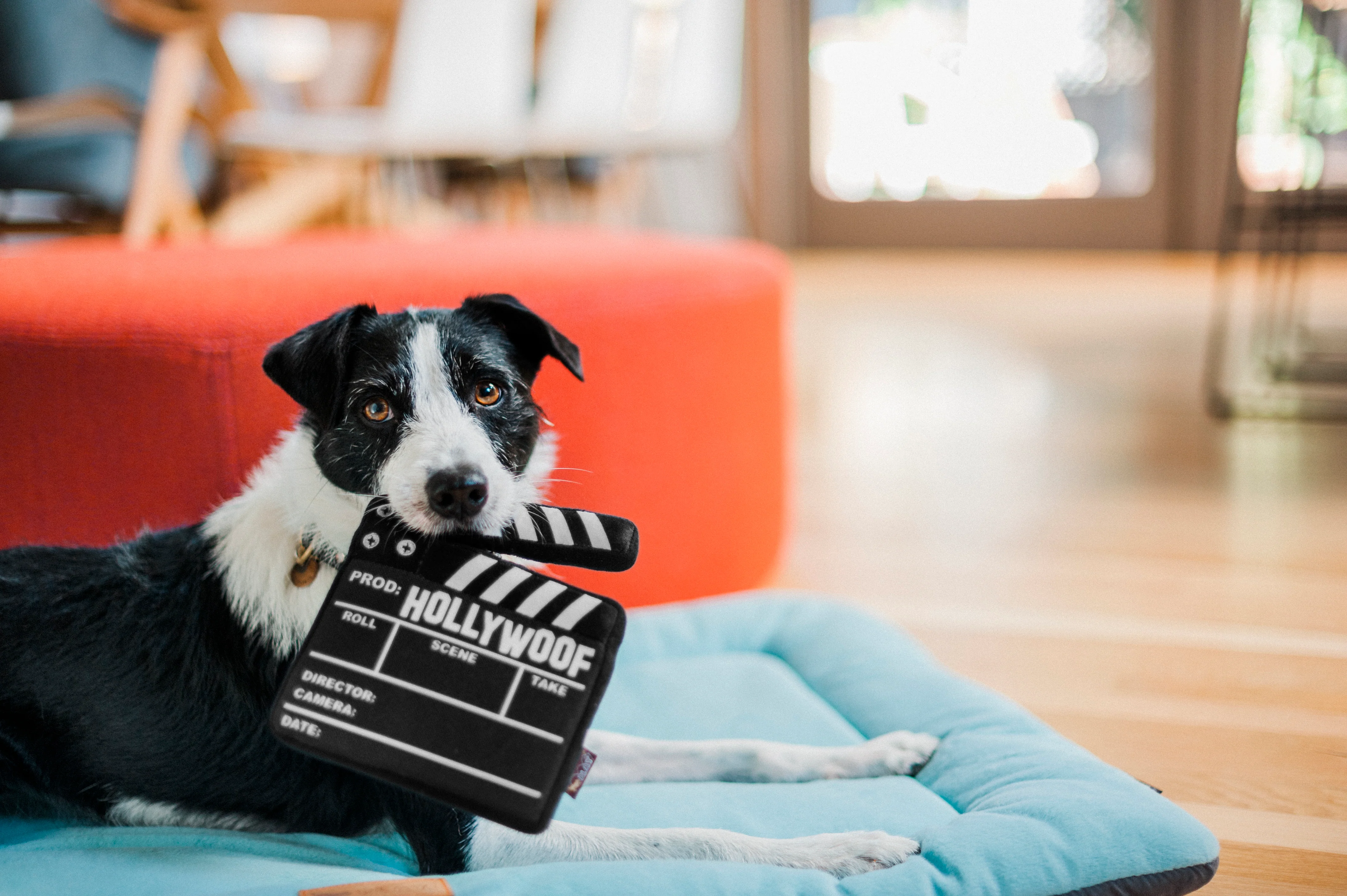 Hollywoof Cinema Doggy Director Board - Image 3