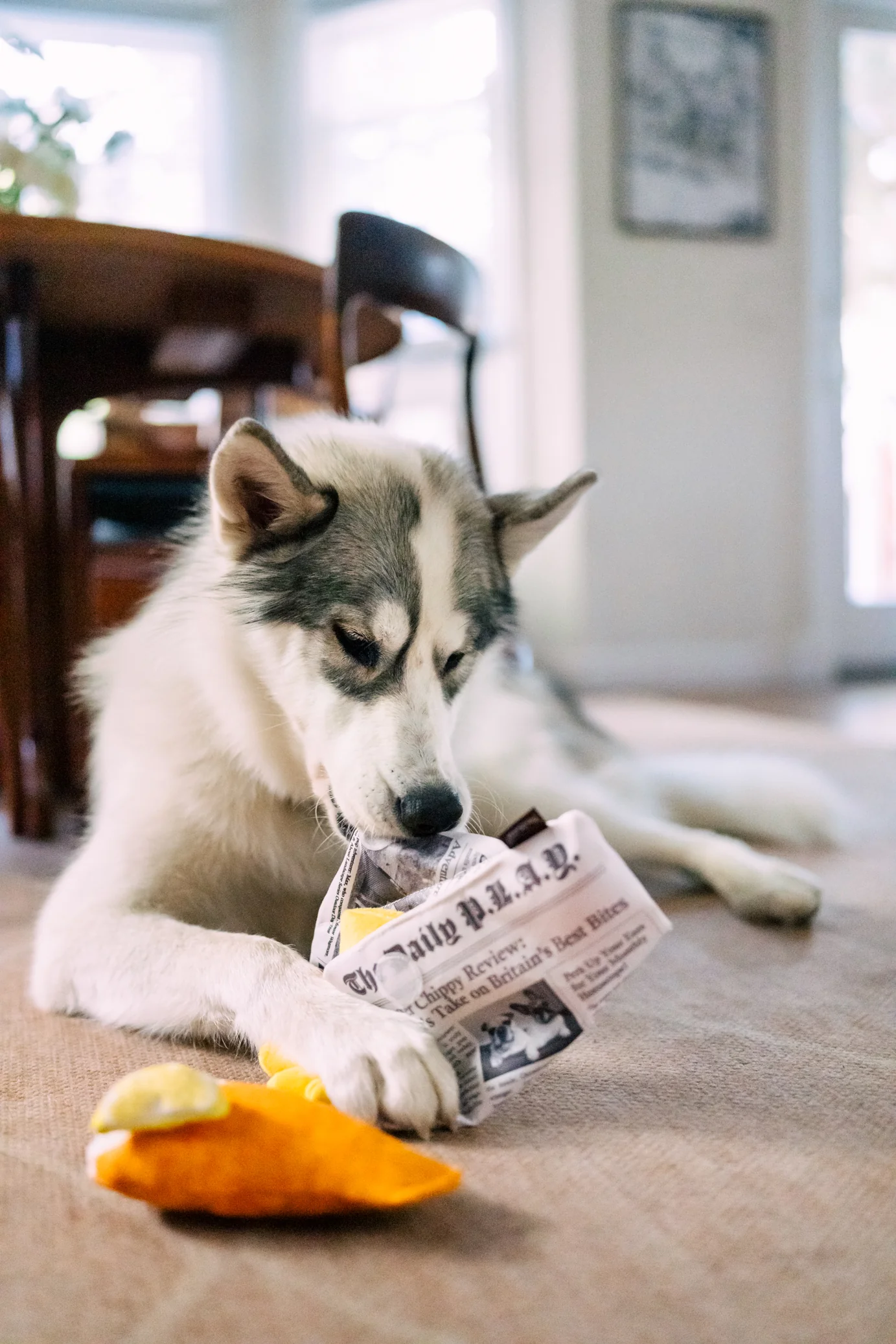 International Classic Chippy Chews - Image 6