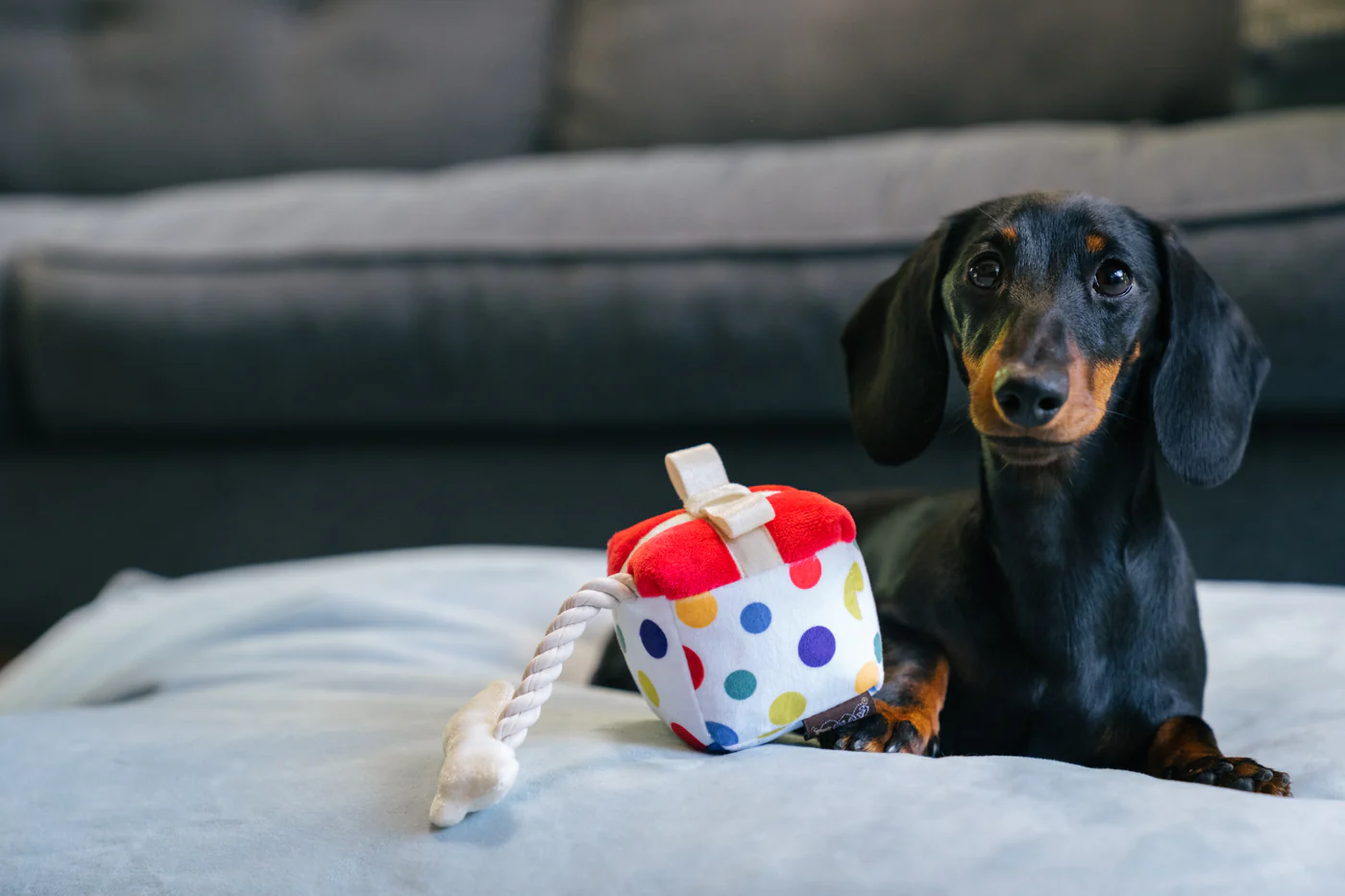 Mini Party Time Pawfect Present - Image 3