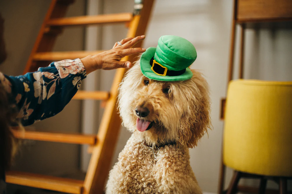 Mutt Hatter Collection - Image 20