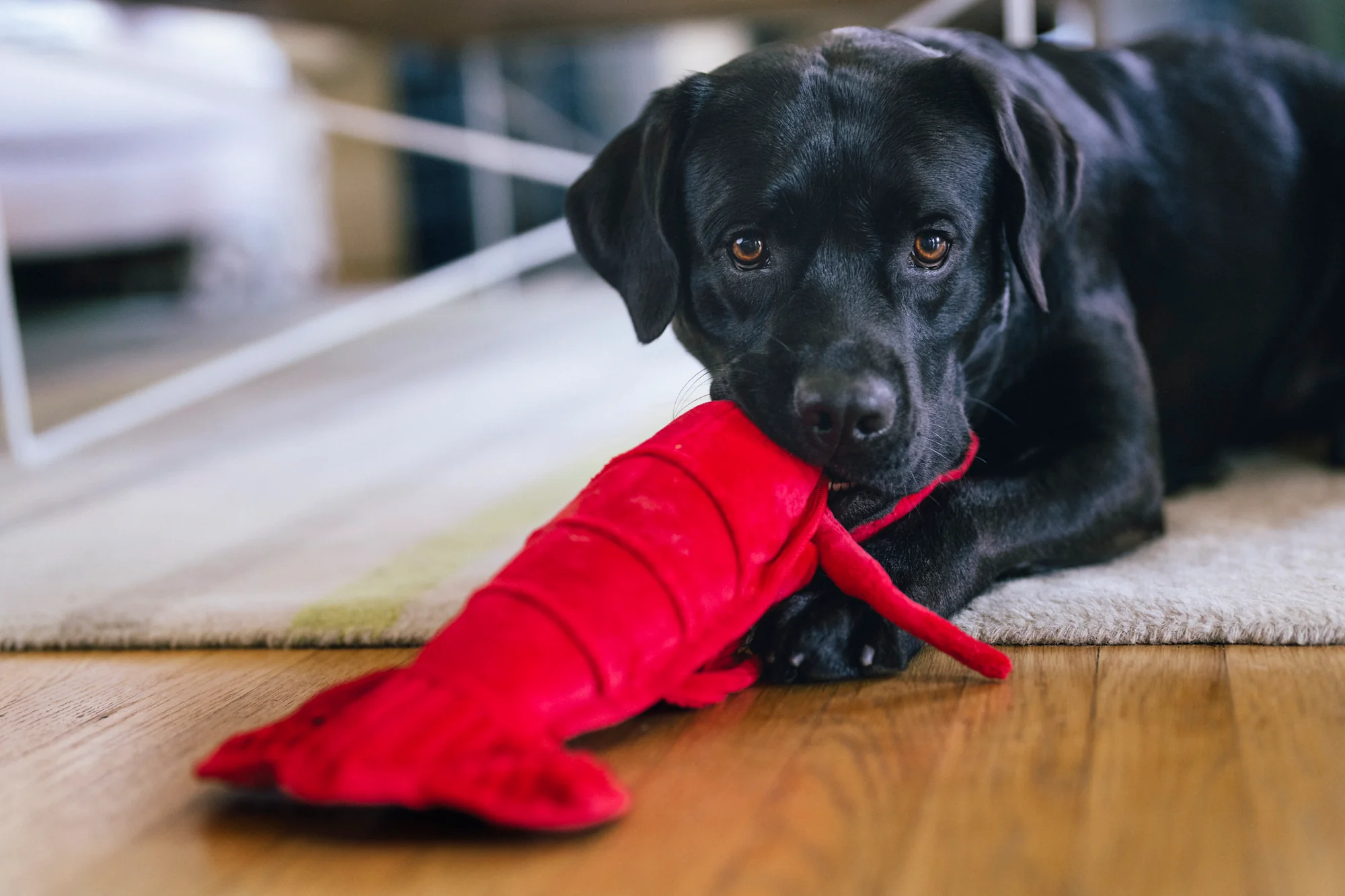Ocean Buddies Lemmy the Lobster - Image 2