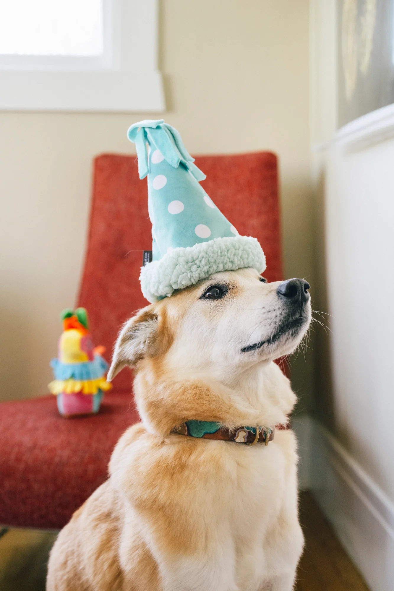 Party Animal Collection - Image 2