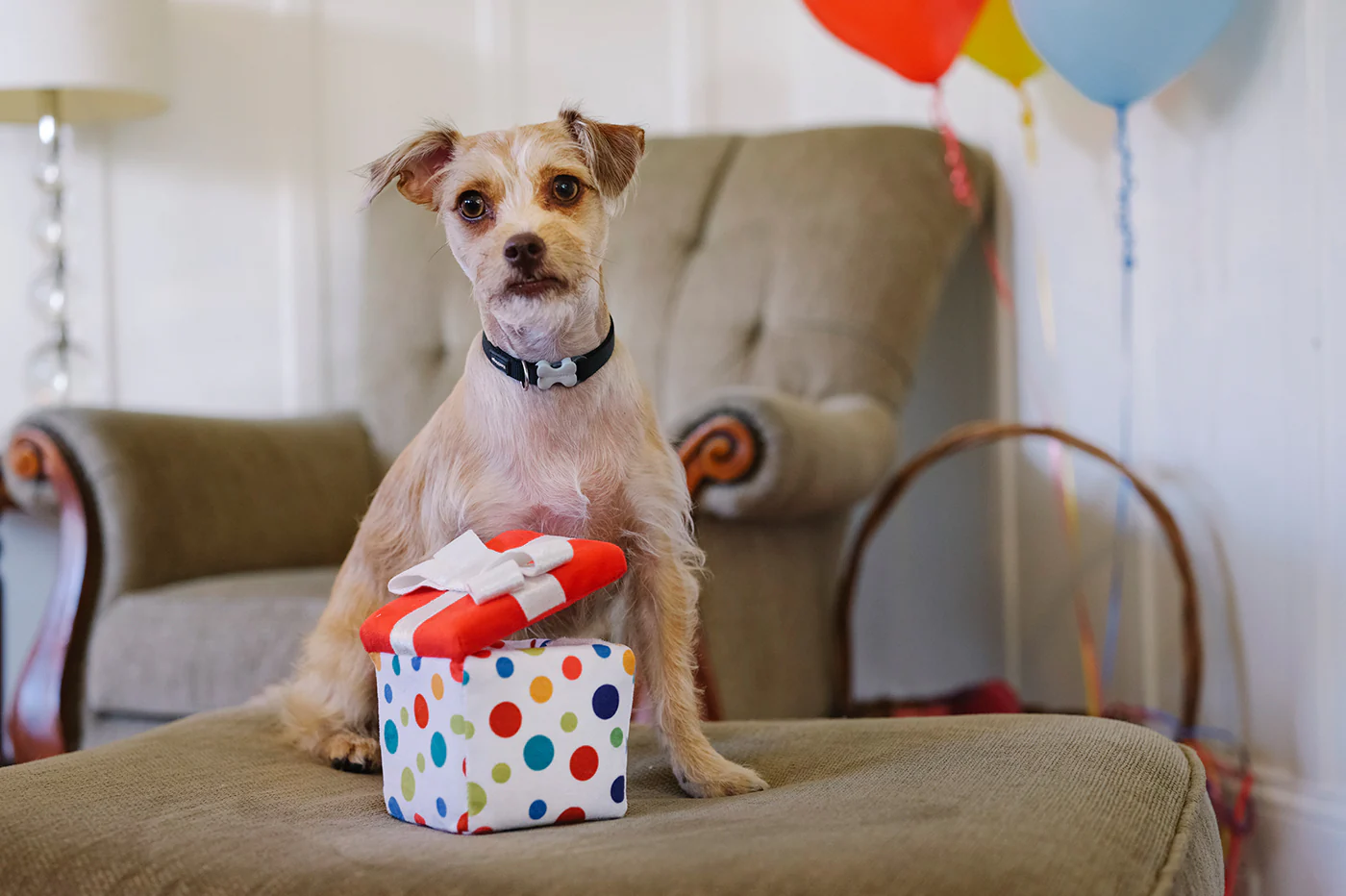 Party Time Pawfect Present - Image 3