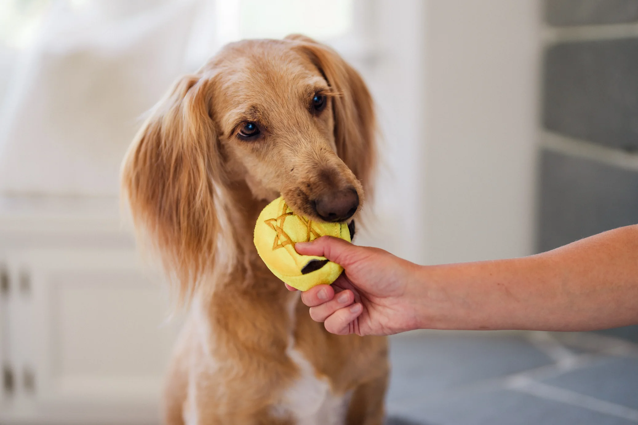 Paw-nukkah Gelt-y Treats - Image 7