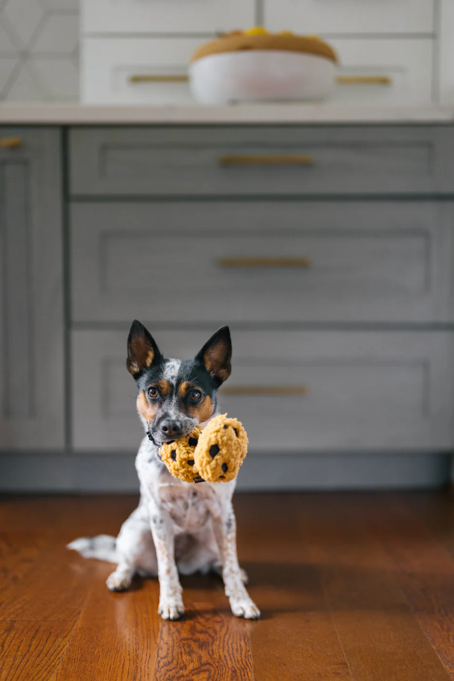 Pup Cup Cafe Cookies n’ Treats - Image 6