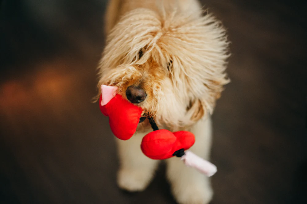 Puppy Love Collection - Image 9