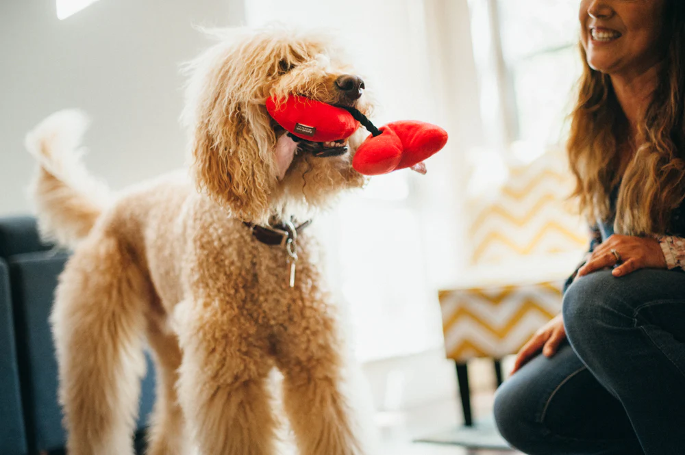 Puppy Love Fur-ever Hearts - Image 5