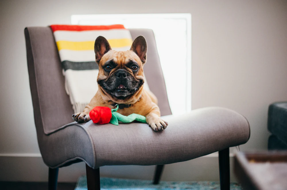 Puppy Love Rover's Roses - Image 5