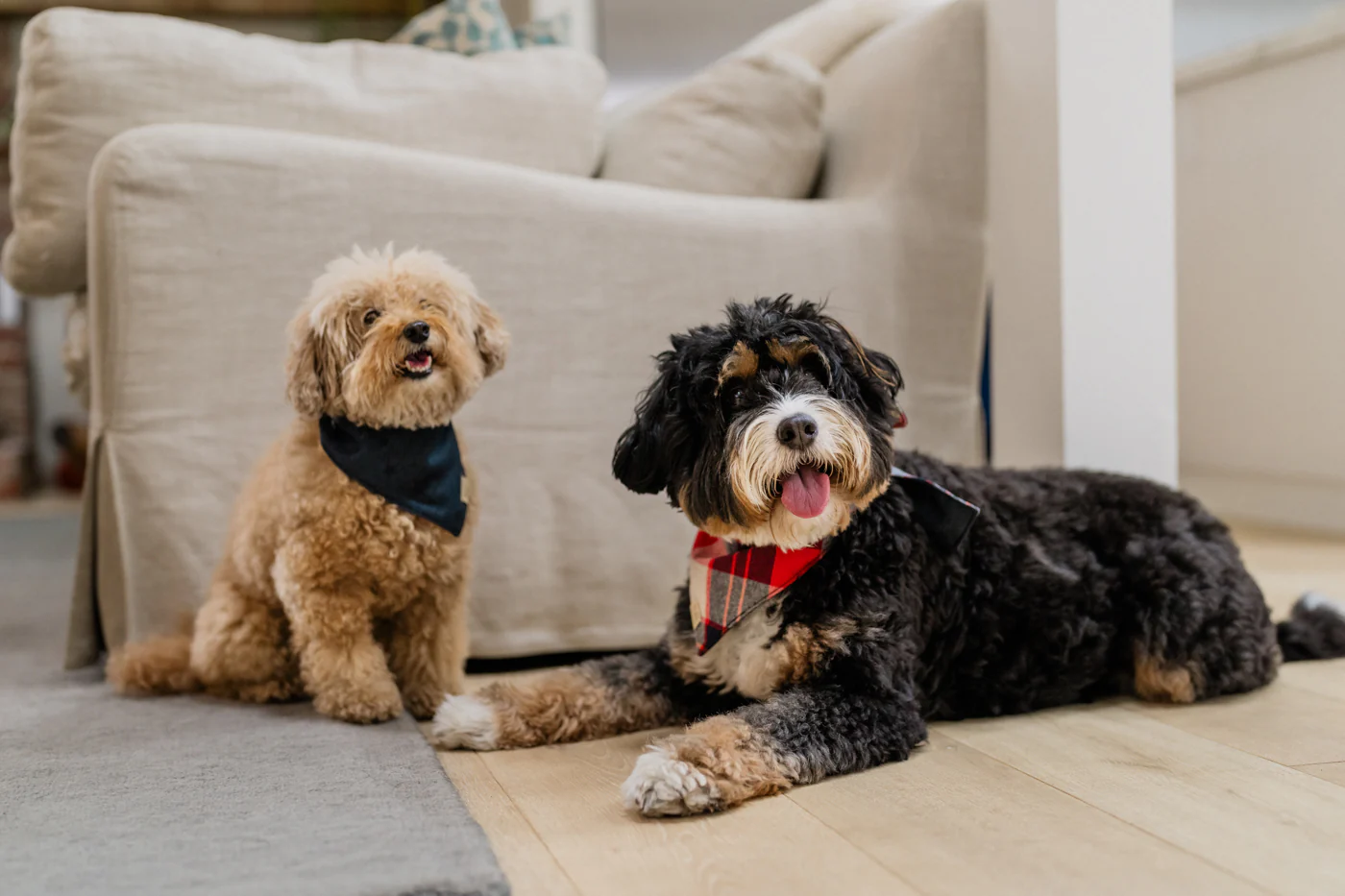 Doggy Duo Bandana - The Adventurer - Image 2