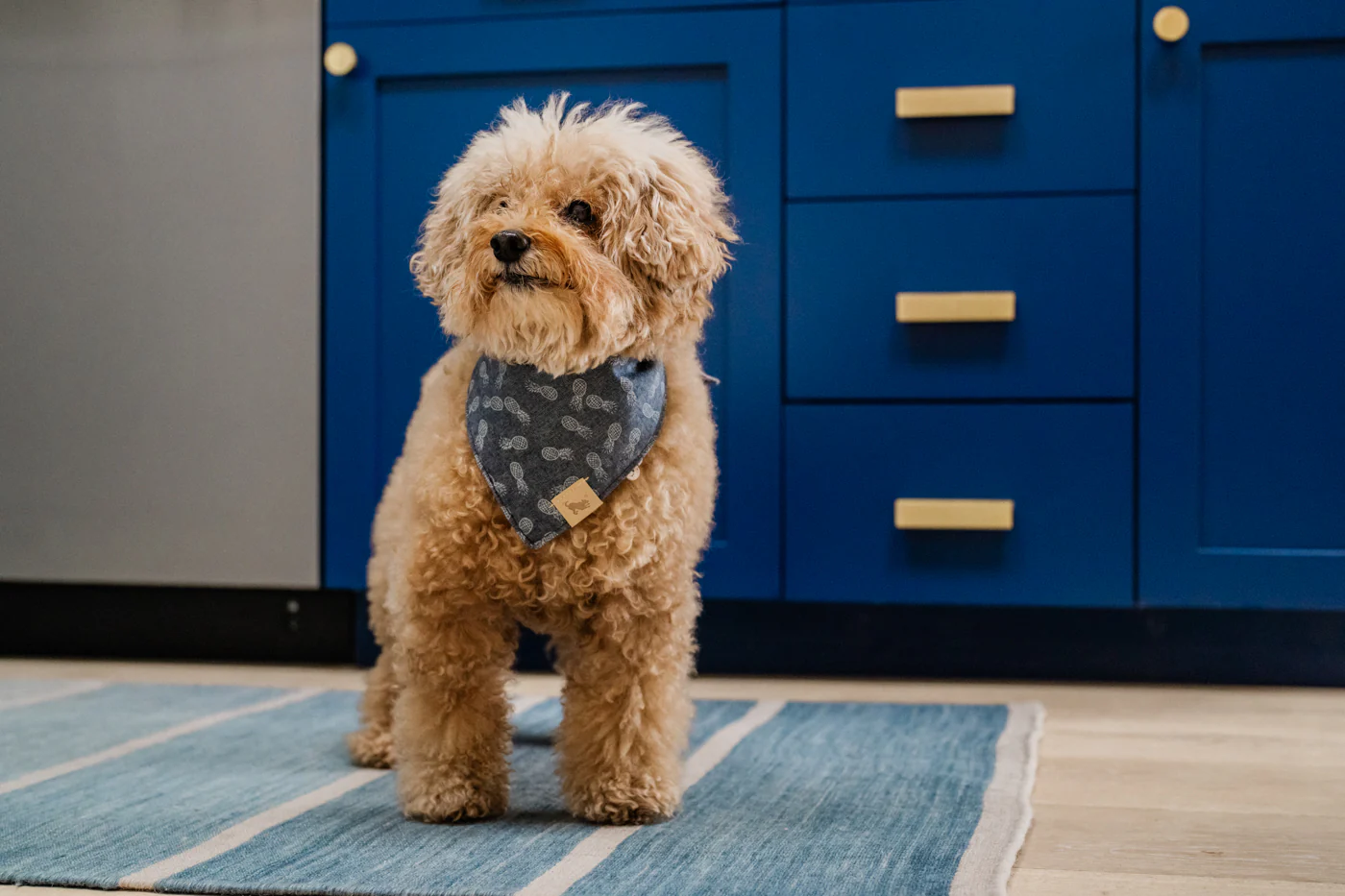 Doggy Duo Bandana - The Entertainer - Image 2