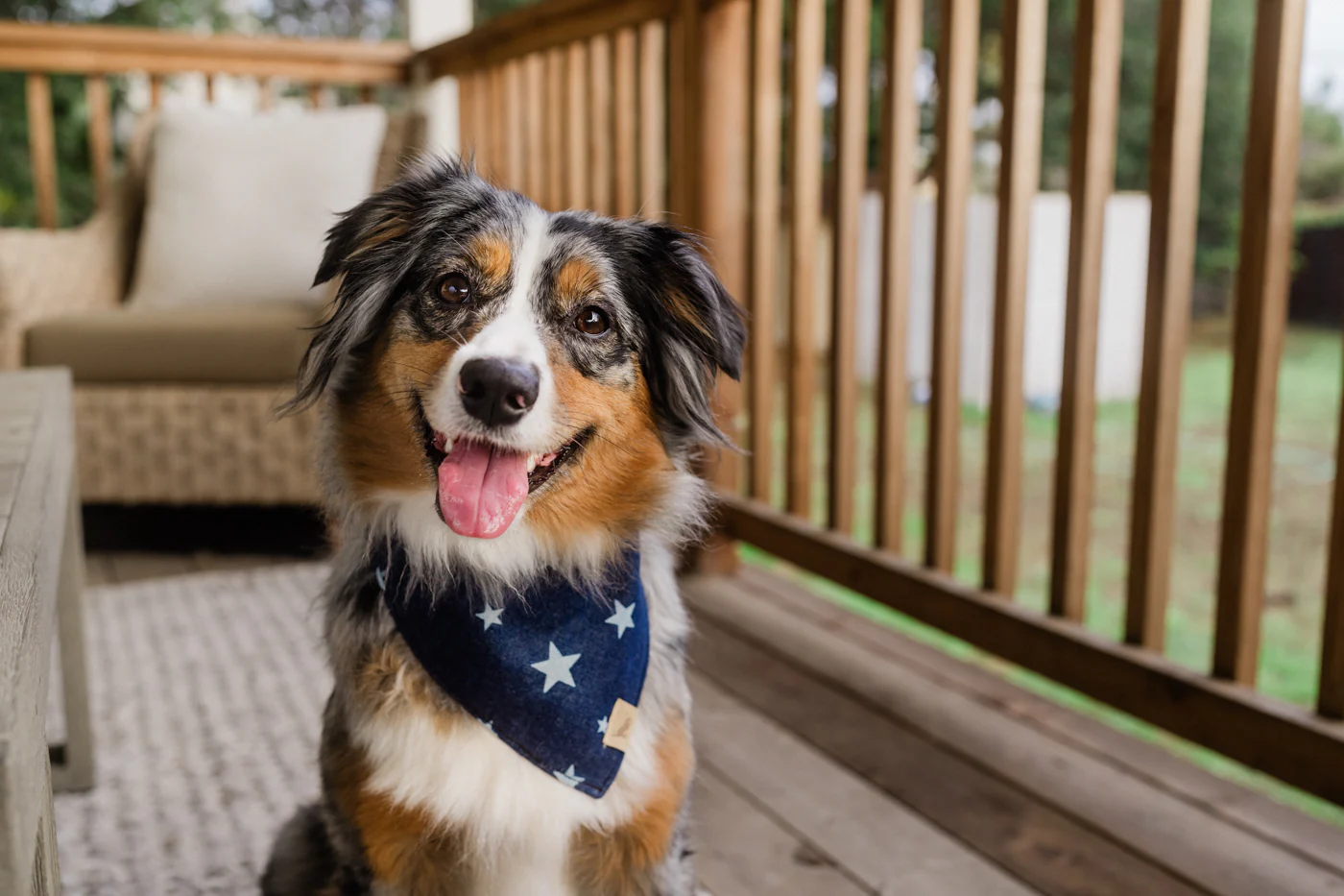 Doggy Duo Bandana - The Rockstar - Image 2