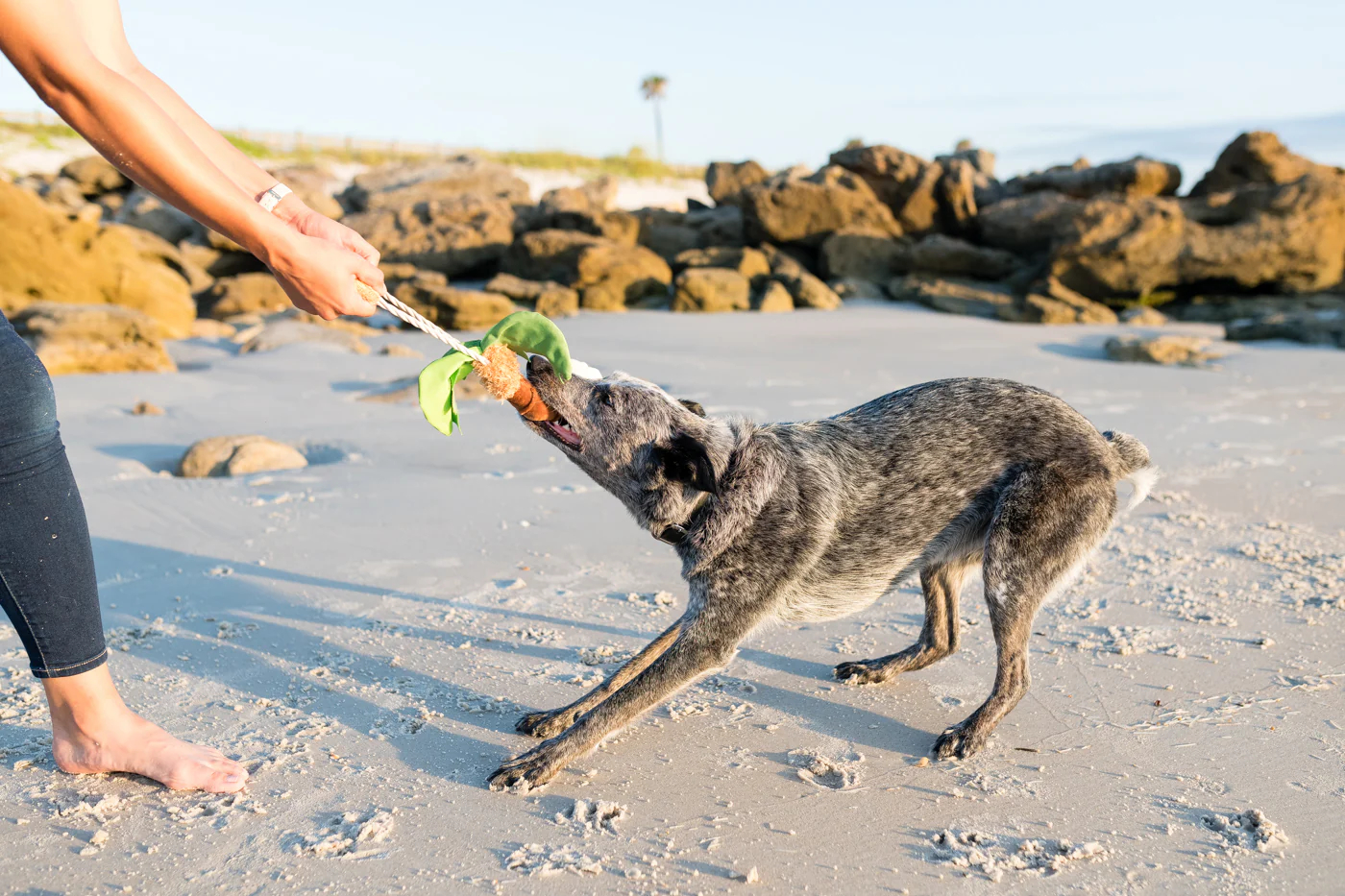 Tropical Paradise Puppy Palm - Image 2