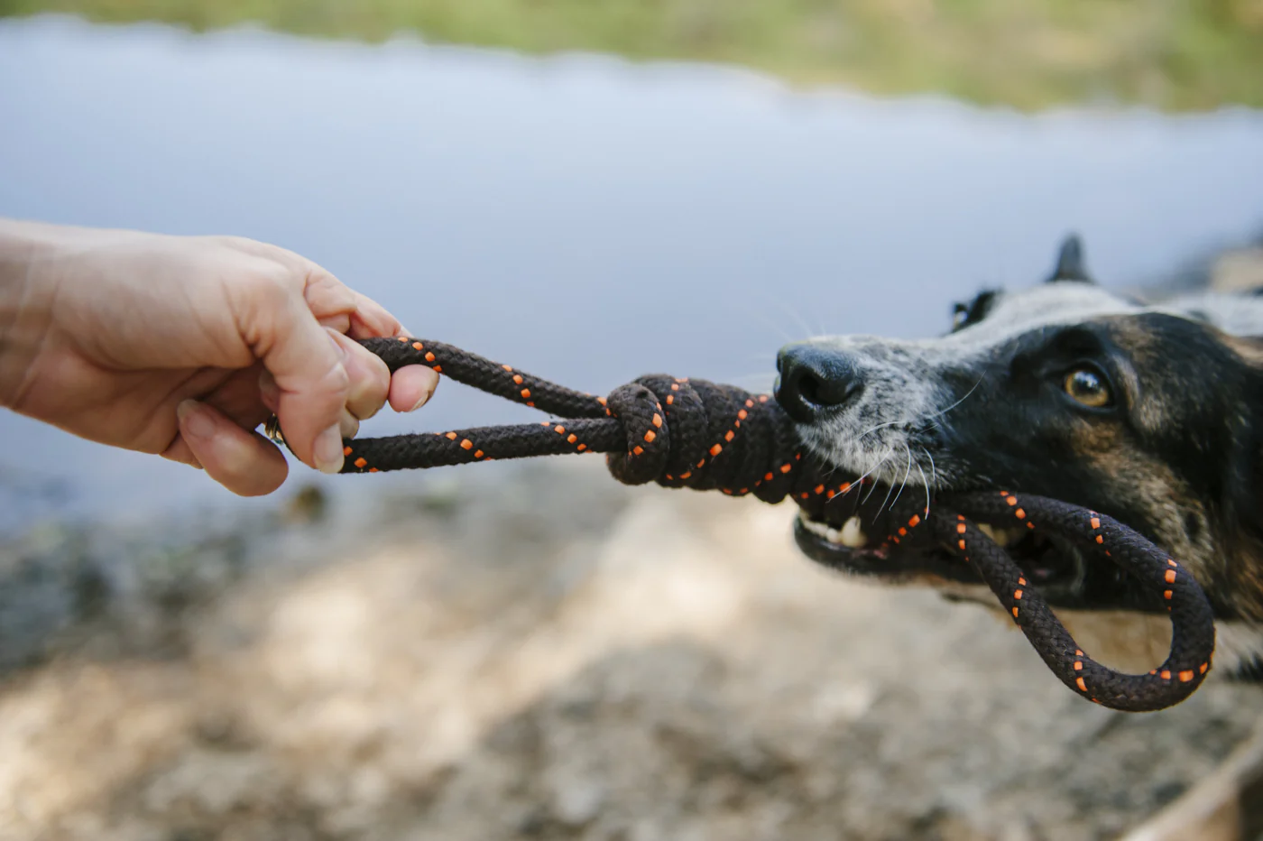 Tug Rope Toy - Image 5